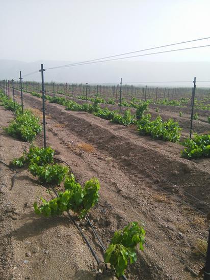 中菲酒庄的有机葡萄园：新栽的葡萄苗，不一样的防风杆，辛苦回填的土壤
