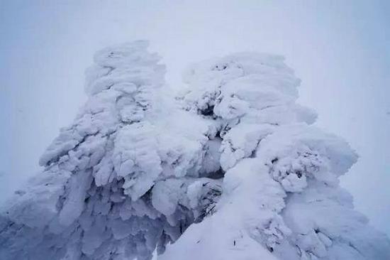 日本东北山形藏王看树冰