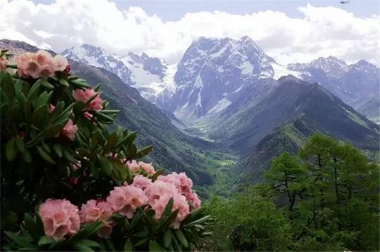 香格里拉：醉杜鹃花海