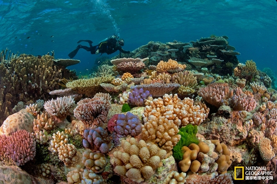 科学家正在大堡礁里检查健康的珊瑚。摄影：DAVID DOUBILET，国家地理