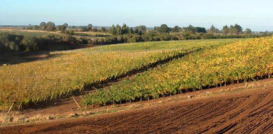 葡闻嘉道系列品鉴会之智利威富庄园在京开席|