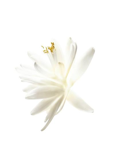 瓦洛里苦橙花精油