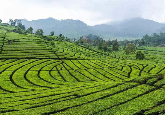 你真的了解抹茶吗?揭秘关于抹茶的冷知识|日本