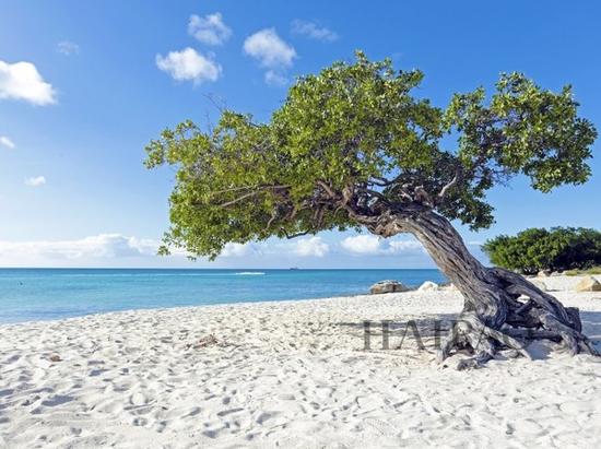 阿鲁巴 Aruba