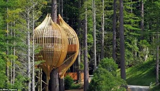 The Redwoods Treehouse