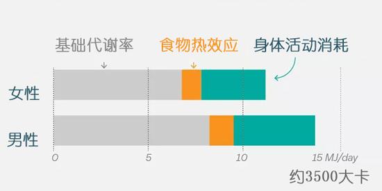 一个正常的年轻成年人的热量消耗构成