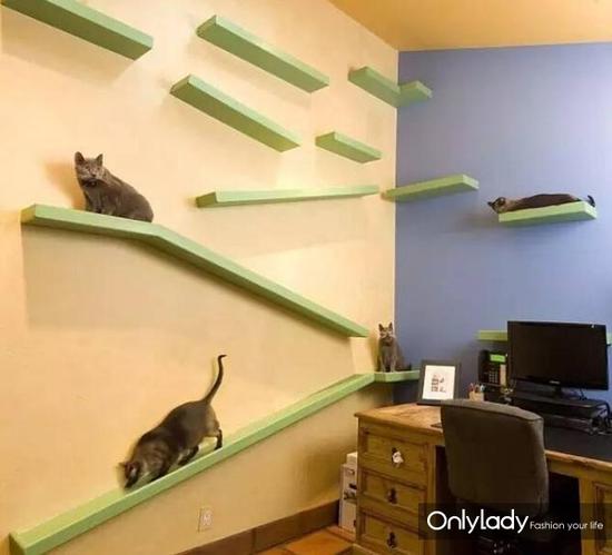 美国土豪为18只猫改造房子 把家变成游戏天堂