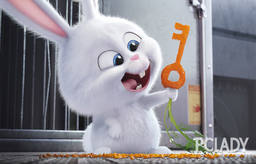兔兔小白