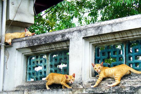 走在曼谷，经常“转角遇到猫”