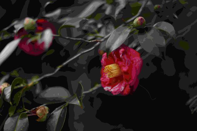 山茶花