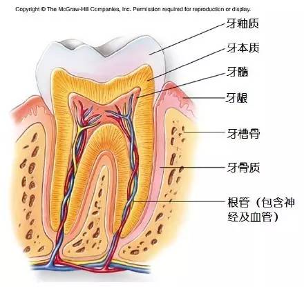 牙齿结构