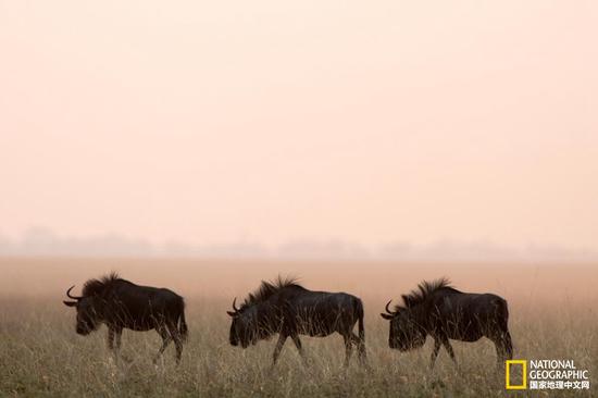 摄影:Richard Packwood,Getty Images