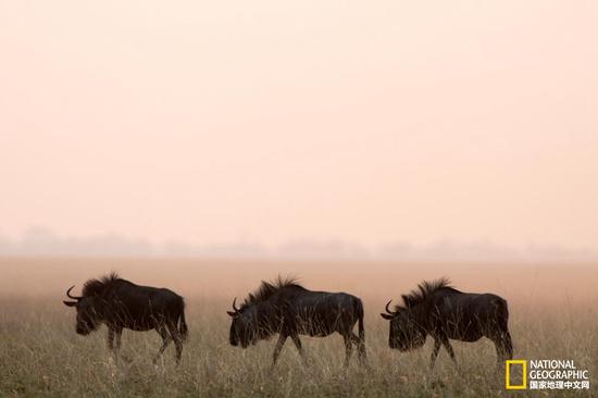  摄影：Richard Packwood，Getty Images