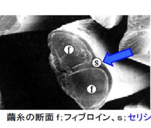 （蚕丝的截面、天然提取蚕丝精华成分）