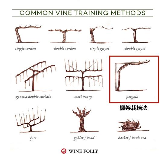 图片来源：winefolly.com