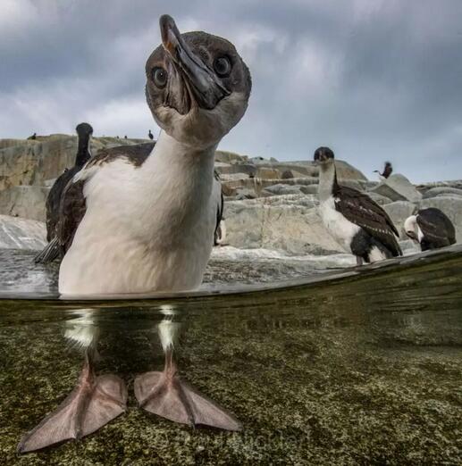 By Paul Nicklen（ins@paulnicklen）