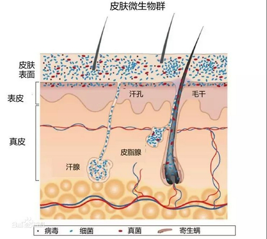 图片源自于网络