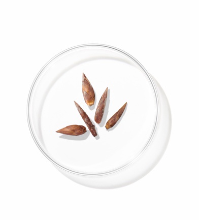 兰蔻极光系列核心成分:榉木芽瞬活精粹