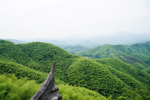 万亩竹海