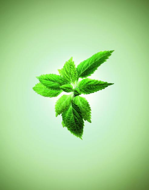 延年草
