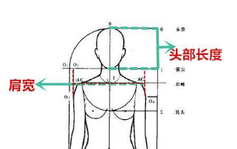 标准头肩比：头部长度略大于一半的肩宽