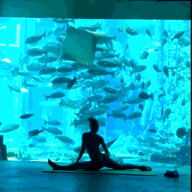 在水族馆里做一场“海底”瑜伽
