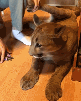 敢抢普京风头的“猫”不止一只 这些都够你吸一整天
