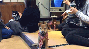 开工大吉 超治愈柴犬咖啡厅助你开年鸿运当头
