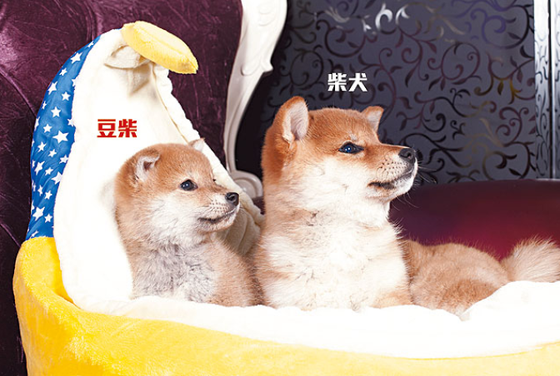 豆柴与柴犬