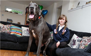 白宫对美联航暴力赶客事件做出回应