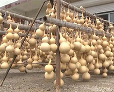 葫芦第一村：村民靠葫芦致富1个卖3千