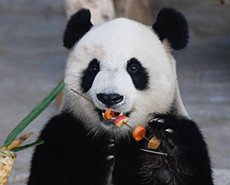 大熊猫“撸串”迎接2020新年