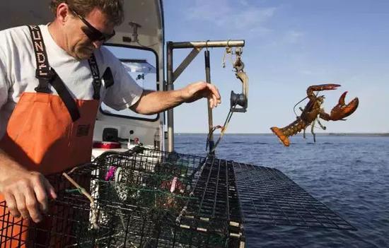 ▲缅因州的捕虾人使用虾笼捕捉龙虾。（美联社）