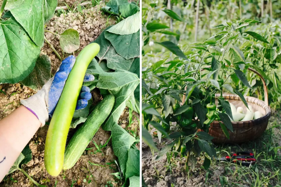 忙忙种的黄瓜、辣椒等 / 受访者供图