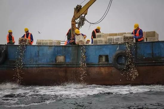 扇贝东南飞 獐子岛7个月股价下跌52%市值蒸发