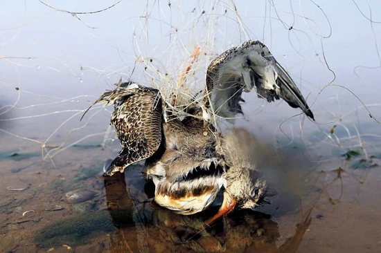 被天网缠住已经死亡的水鸟
