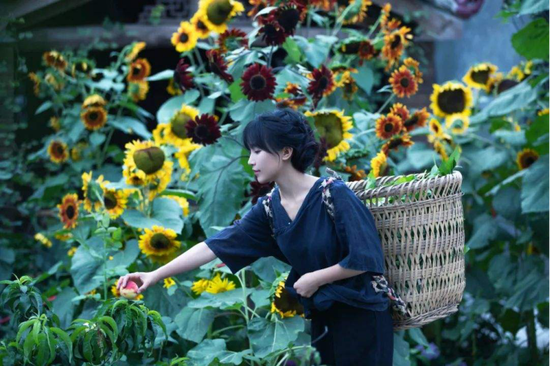 短视频博主李子柒