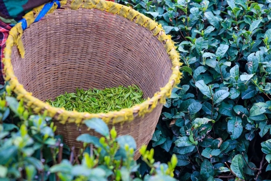 樊大师下场“抢”茶青？ 西湖龙井减产，茶企收购价涨超10%