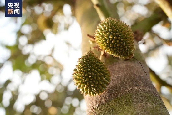 “水果之王”大降价！年初最贵每斤43元，如今仅20元左右！网友乐了