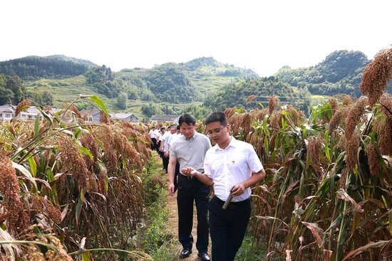 领导嘉宾调研松林高粱收储中心和高粱种植基地
