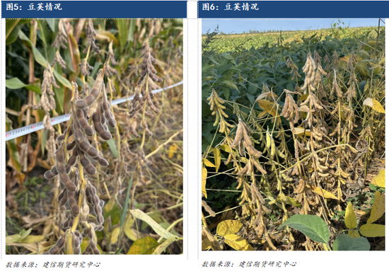 【调研报告】黑龙江东部玉米大豆调研报告
