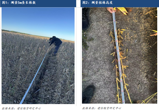 【调研报告】黑龙江东部玉米大豆调研报告