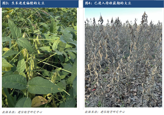 【调研报告】黑龙江东部玉米大豆调研报告