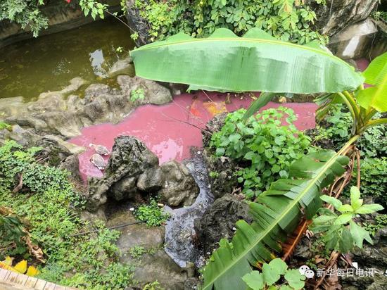 一些种植户倒掉的火龙果把水池的水染成了粉红色。本报记者张典标摄