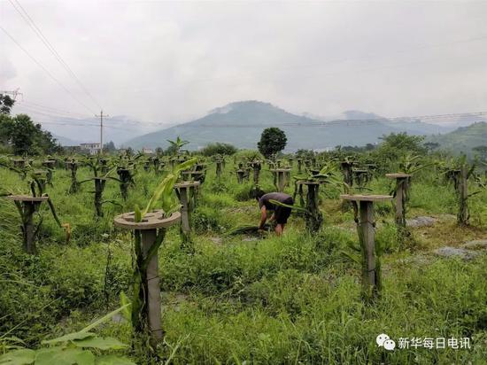 种植户在火龙果地里除草。本报记者张典标摄