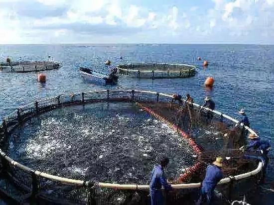 扇贝东南飞 獐子岛7个月股价下跌52%市值蒸发