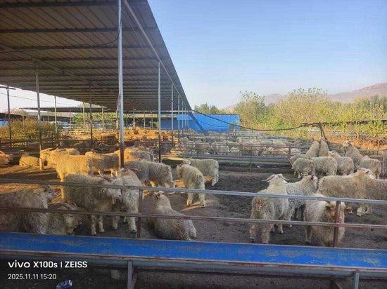 普惠金融进县域：激活唐县肉羊产业链，北京三盘羊肉就有一盘来自这里