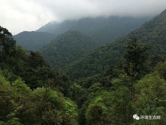 高黎贡山中海拔中山湿性常绿阔叶林景观(罗旭 拍摄)