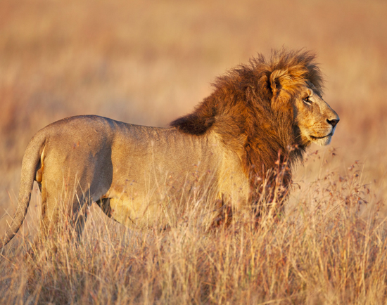 wwf及unep报告图片 | 非洲狮子