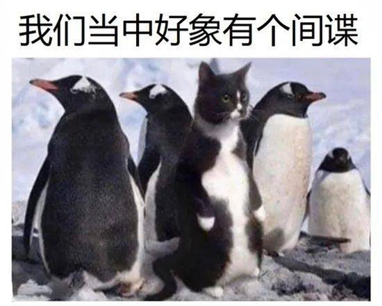 离年中就5天了，这几个热门基金还没分出个胜负